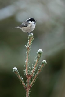 Coal tit (Periparus ater) adult garden bird on a frost covered Christmas spruce tree in winter,