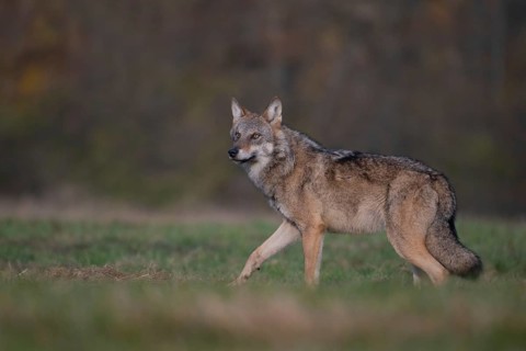European grey wolf, Eurasian wolf (Canis lupus lupus), wolf in forest clearing, Podlaskie
