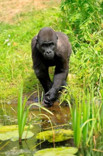 Western gorilla (Gorilla gorilla), young animal, at the water, splashing, playing, discovering
