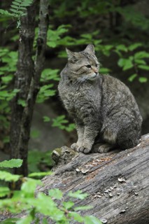 Wild cat (Felis silvestris) sitting on fallen tree trunk in woodland, Bavarian Forest, Germany