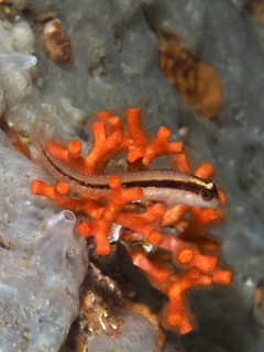 A small longitudinal stripe blenny (Parablennius rouxi) in an orange false coral (Myriapora