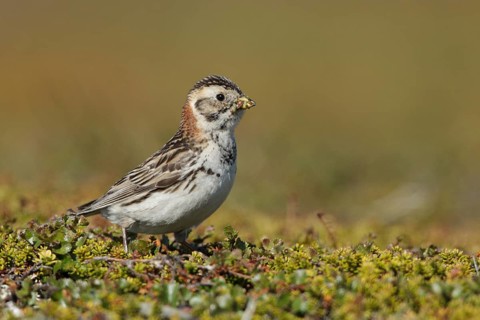 Lapland Longspur (Calcarius lapponicus) female, Finnmark, Norway