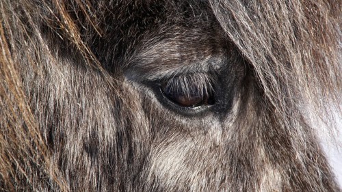 Europe, Scandinavia, Iceland, Icelandic horse, detail, eye, Equidae, Icelander