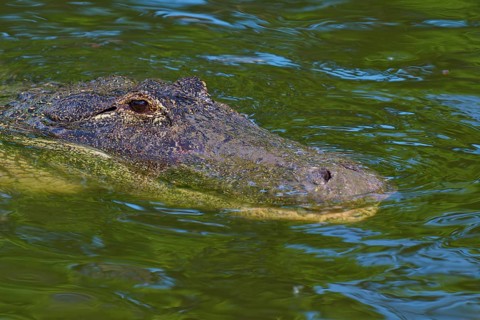 Close-up of a swimming alligator holding its head above water, American alligator (Alligator
