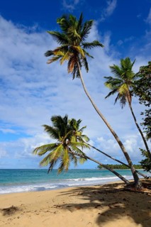 Three leaning palm trees on a sunny beach overlooking the turquoise sea, Limon beach, El Limón, El
