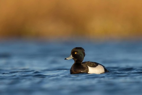 Tufted Duck (Aythya fuligula) male, Utrecht, Netherlands