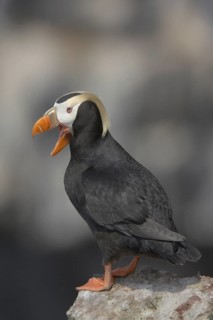 Tufted Puffin (Fratercula cirrhata), Alaska, USA