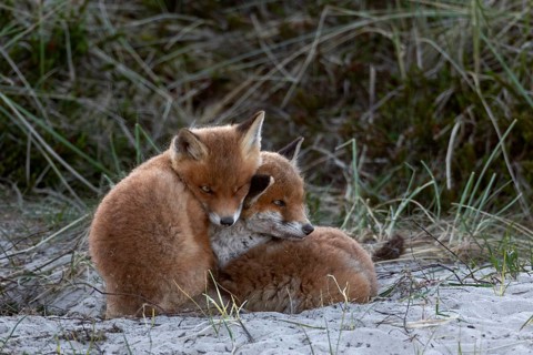 The red fox cubs (Vulpes vulpes) don't really want to rest, some sibling is always scurrying around