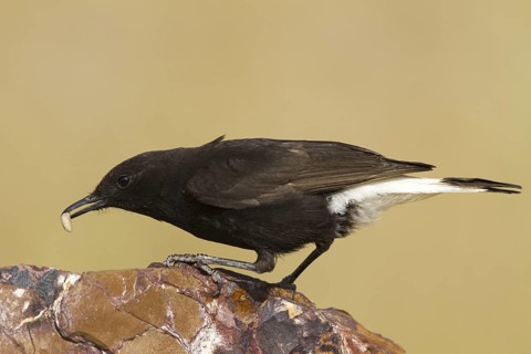 Black Wheatear (Oenanthe leucura) male, Castile-La Mancha, Spain