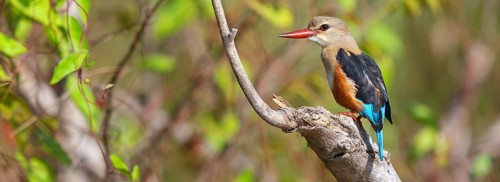 Grey-headed Kingfisher, Grey-headed Kingfisher, Tendaba camp Tendaba photo hid, Kwinella, South