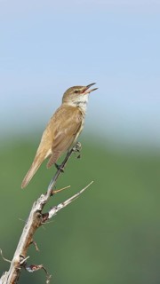Great Reed Warbler (Acrocephalus arundinaceus), with open beak, singing, twittering, sitting on a