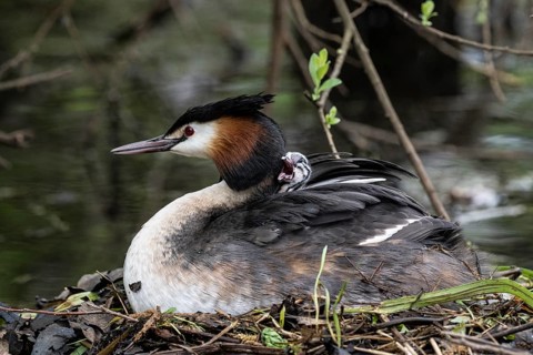 Great Crested Grebe (Podiceps Scalloped ribbonfish) with juveniles, Emsland, Lower Saxony, Germany