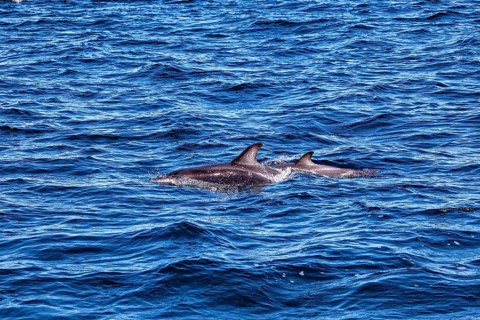 Two dolphins swimming side by side at the surface, The Clymene dolphin (Stenella clymene) near