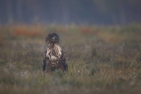 White-tailed Eagle (Haliaeetus albicilla), Poland