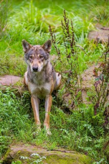 An adult male eurasian gray wolf (Canis lupus lupus) sits on a green meadow