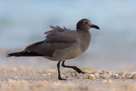 Lava Gull (Leucophaeus fuliginosus) on shoreline, Galapagos, Ecuador