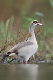 Egyptian Goose (Alopochen aegyptiaca), Thuringia, Germany
