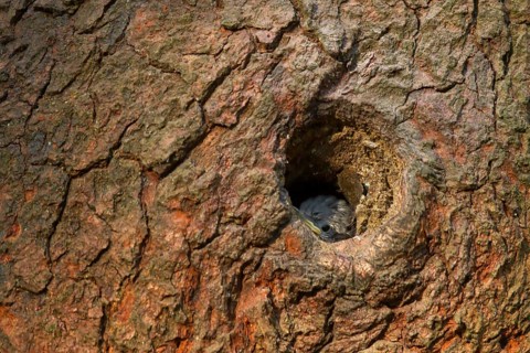 Eurasian Nuthatch (Sitta europaea) juvenile in nest, Utrecht, Netherlands