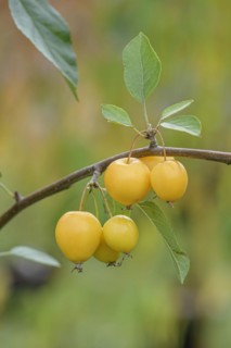 Ornamental apple (Malus 'Sachsengold'), Anchers Havecenter, Pillnitz, Saxony, Germany