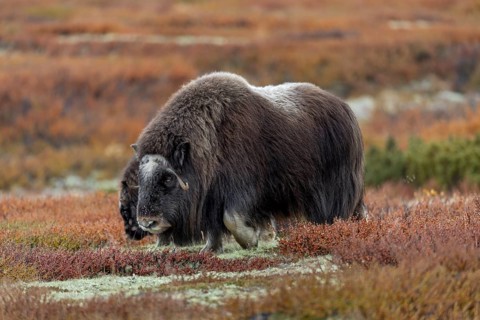A musk ox cow (Ovibos moschatus) with calf foraging in the tundra, autumn, autumn landscape, Ruska,