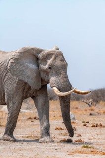 African elephant (Loxodonta africana), African savannah, Nxai Pan National Park, Botswana Botswana