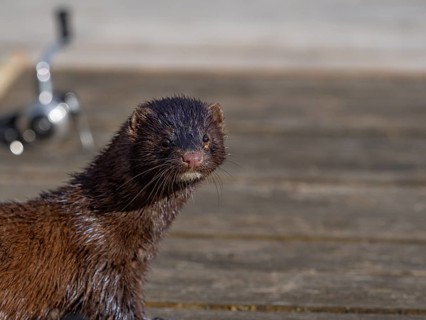 A mink and fishing rod in the background