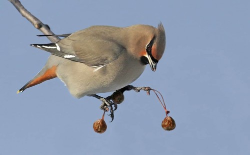Bohemian Waxwing (Bombycilla garrulus), Saskatchewan, Canada