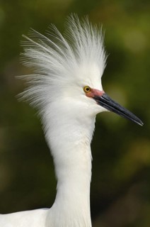 Snowy Egret (Egretta thula), Texas, USA