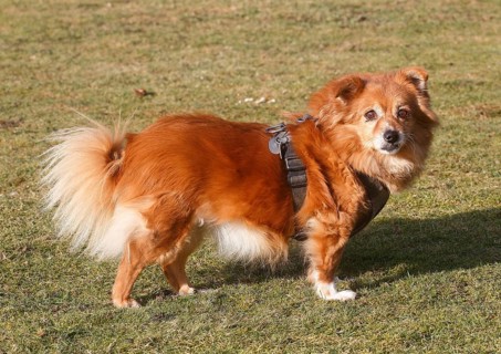 Chihuahua Spitz mixed-breed (Canis lupus familiaris), standing sideways on the meadow and looking