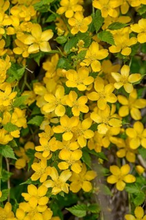 Ranunculus shrub (Kerria japonica)