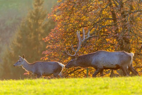 An Altai maral stag (Cervus canadensis sibiricus) checks a female for readiness to mate. A tree in
