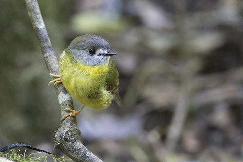 Pale-yellow Robin (Tregellasia capito), Queensland, Australia