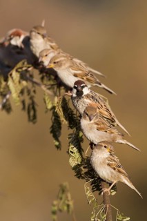 Spanish Sparrow - Weidensperling - Passer hispaniolensis ssp. hispaniolensis, Morocco