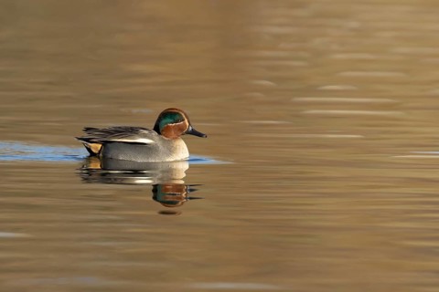 Common teal (Anas crecca) duck adult male bird on a lagoon, England, United Kingdom