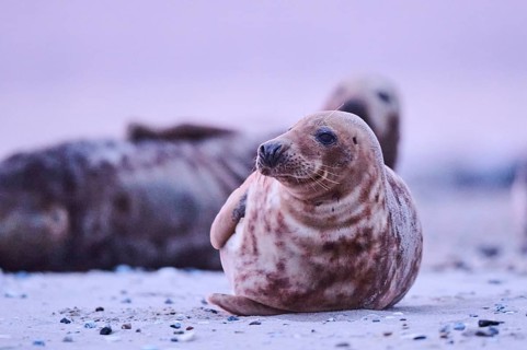 Grey seal (Halichoerus grypus) lying on the beach at sunset, Düne, Helgoland, Schleswig-Holstein,