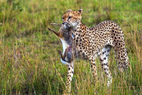 Cheetah (Acinonyx jubatus) with prey, Masai Mara National Park, Kenya