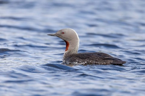 Red-throated diver (Gavia stellata), splendid plumage, Tromsö, Northern Norway