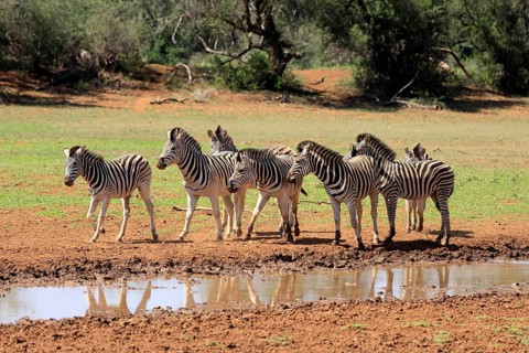 Burchell's zebra (Equus quagga burchelli), Burchell's zebra, adult, group, at water, drinking