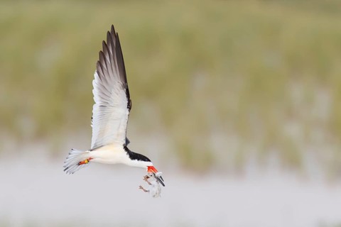Black Skimmer (Rynchops niger) flying with chick in its beak, New York, USA