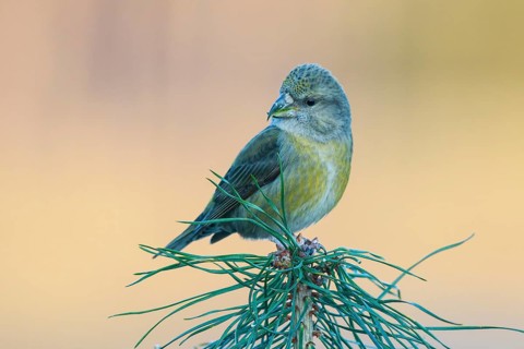 Parrot Crossbill (Loxia pytyopsittacus) female perched on a branch, Netherlands