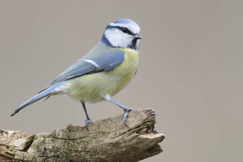 Eurasian Blue Tit (Cyanistes caeruleus), Thuringia, Germany