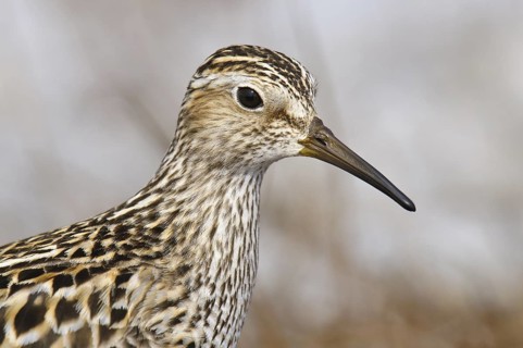 Pectoral Sandpiper (Calidris melanotos), Alaska, USA