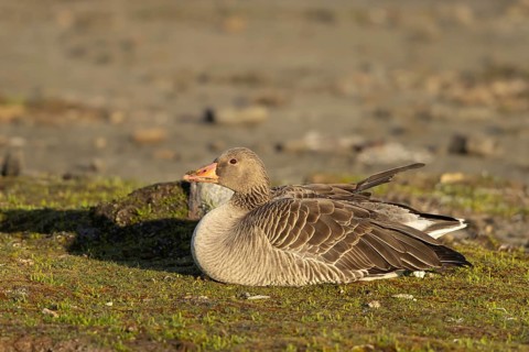 Greylag Goose (Anser anser), Smaland, Sweden
