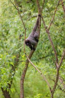 A common woolly monkey, brown woolly monkey, or Humboldt's woolly monkey (Lagothrix lagothricha)