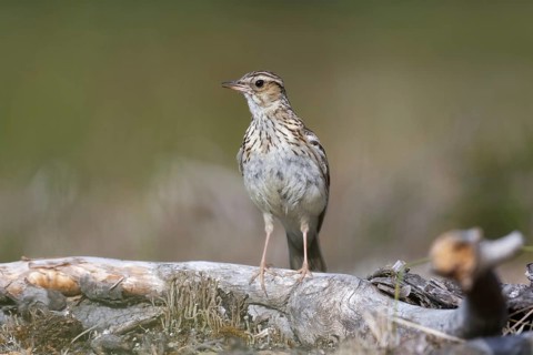 Woodlark (Lullula arborea) singing, Brandenburg, Germany