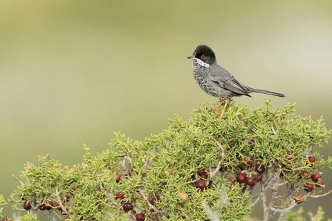 Cyprus Warbler (Sylvia melanothorax) male, Cyprus