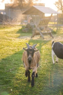 Two goats stand at a feeding trough in the meadow in the morning light, looking curiously,