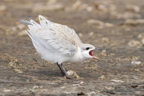 Gull-billed Tern (Gelochelidon nilotica), Texas, USA
