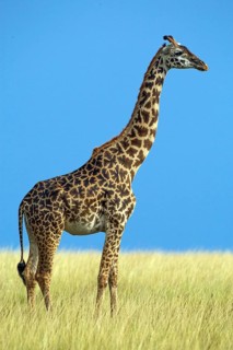 Maasai giraffe (Giraffa camelopardalis tippelskirchi), Africa, Kenya, Masai Mara