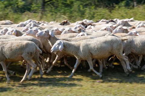 Sheep (Ovis), Fauser sheep farm, landscape conservation, mammals, herd, Pfronstetten, Swabian Alb,